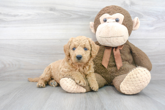 Mini Goldendoodle Pup Being Cute