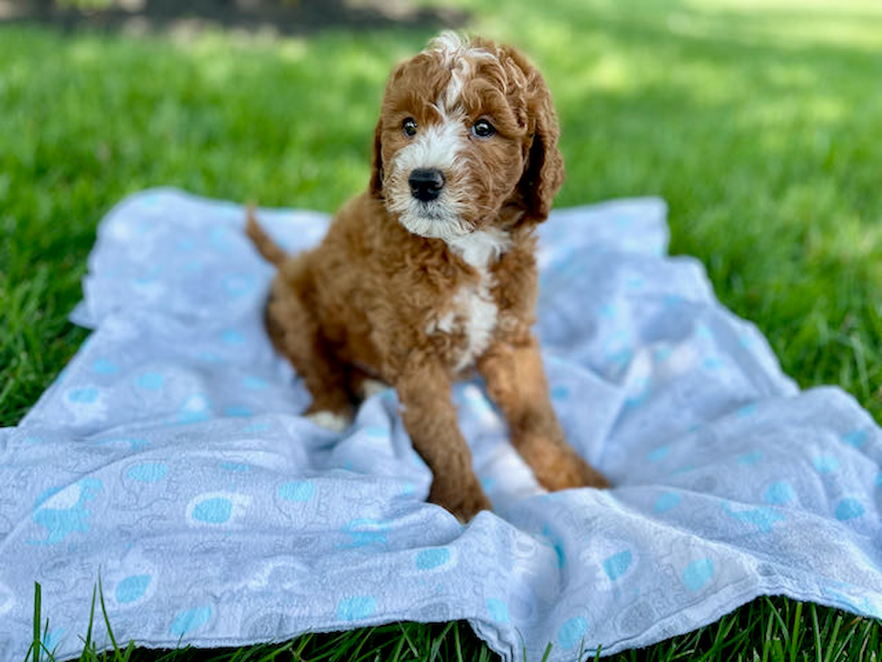 Mini Goldendoodle Puppy for Adoption