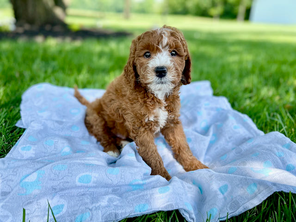 Cute Mini Goldendoodle Baby