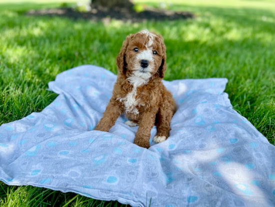 Small Mini Goldendoodle Baby