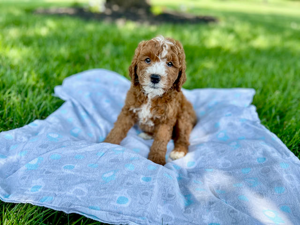 Little Golden Retriever Poodle Mix Puppy