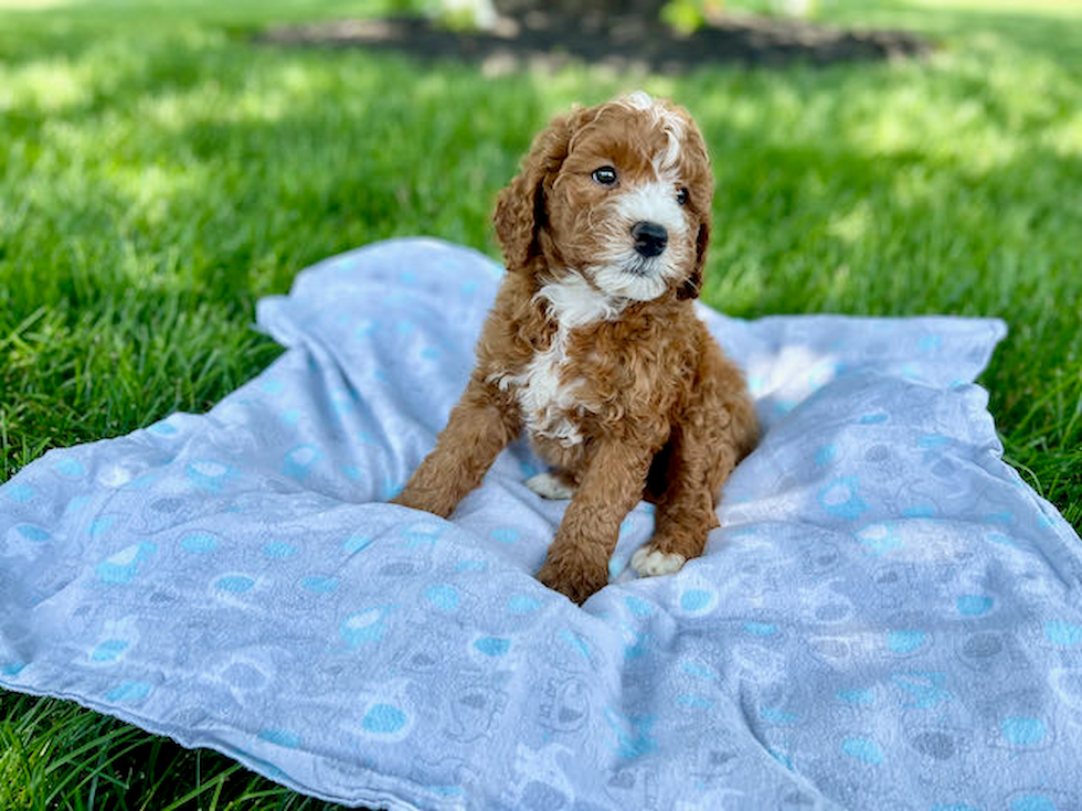 Mini Goldendoodle Puppy for Adoption