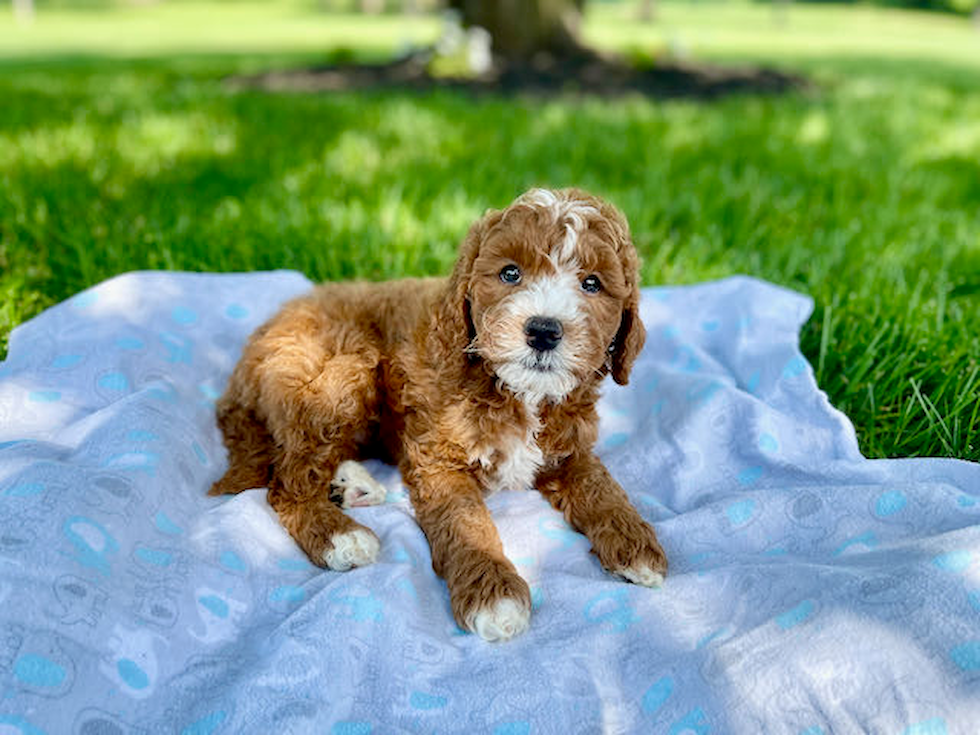 Mini Goldendoodle Puppy for Adoption