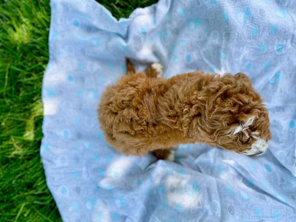 Small Mini Goldendoodle Baby