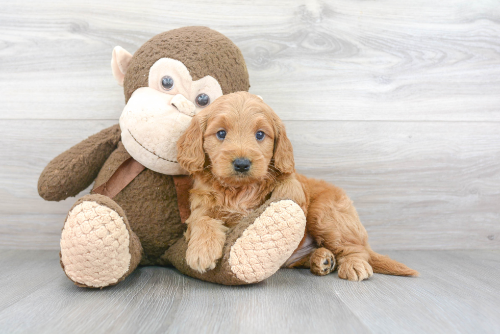 Mini Goldendoodle Puppy for Adoption