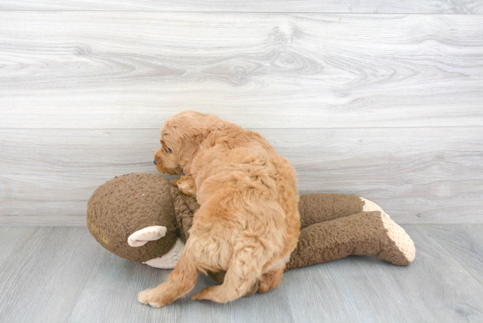 Friendly Mini Goldendoodle Baby