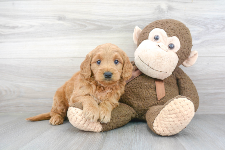 Mini Goldendoodle Pup Being Cute