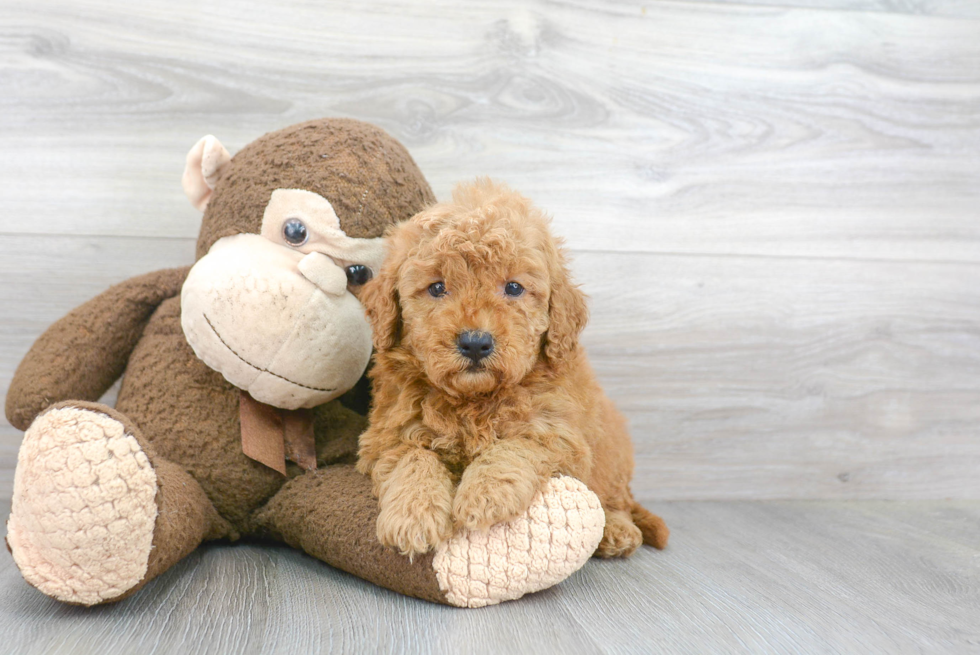 Smart Mini Goldendoodle Poodle Mix Pup