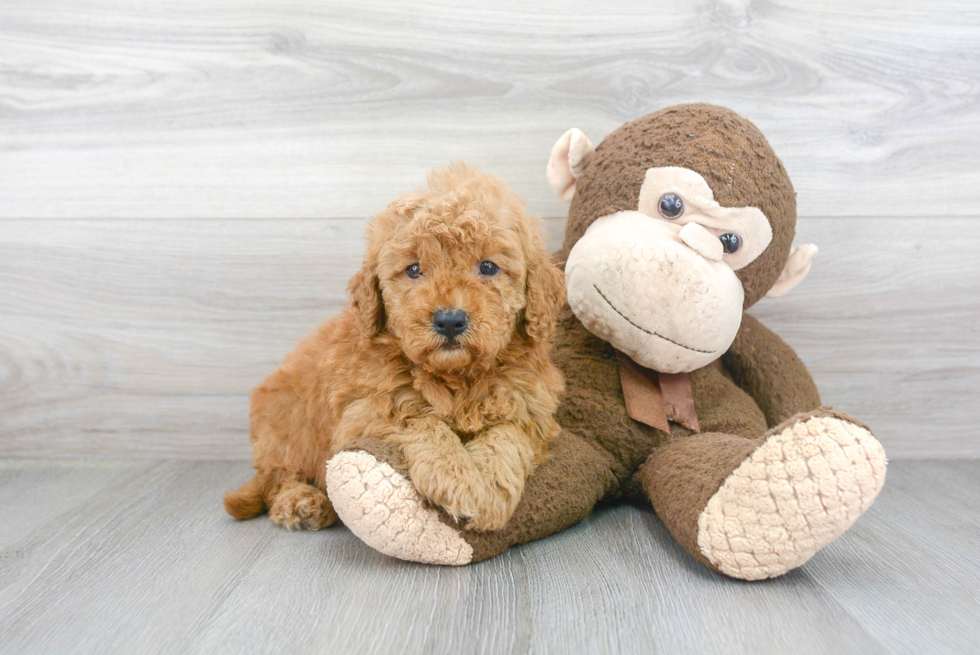 Mini Goldendoodle Puppy for Adoption