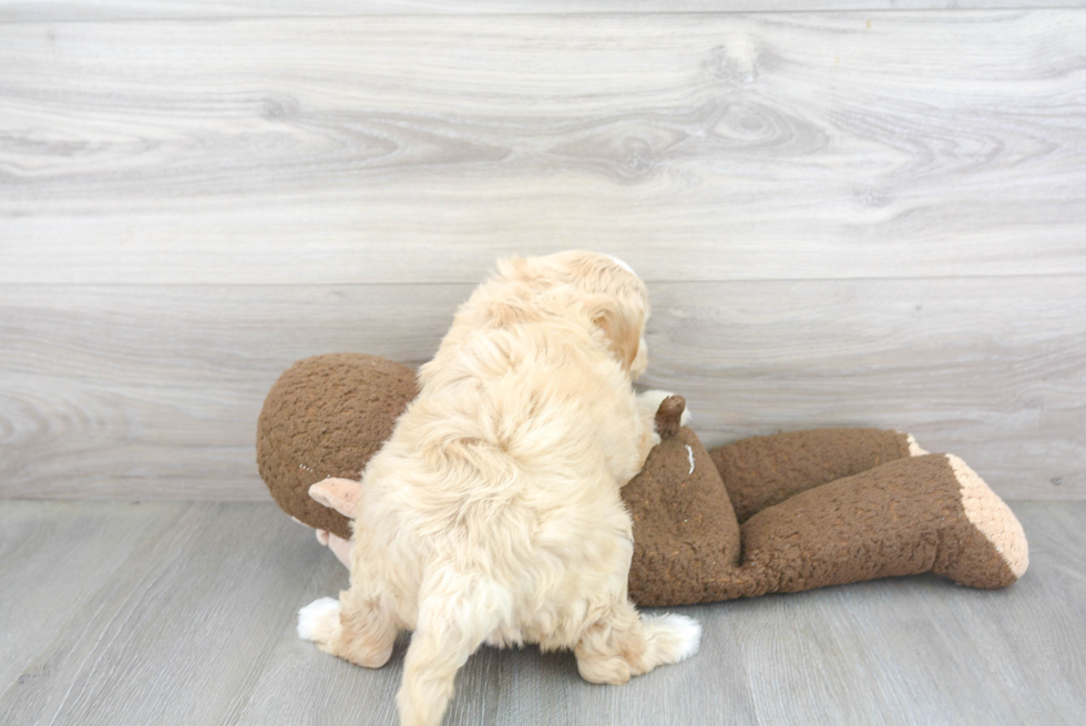 Little Golden Retriever Poodle Mix Puppy