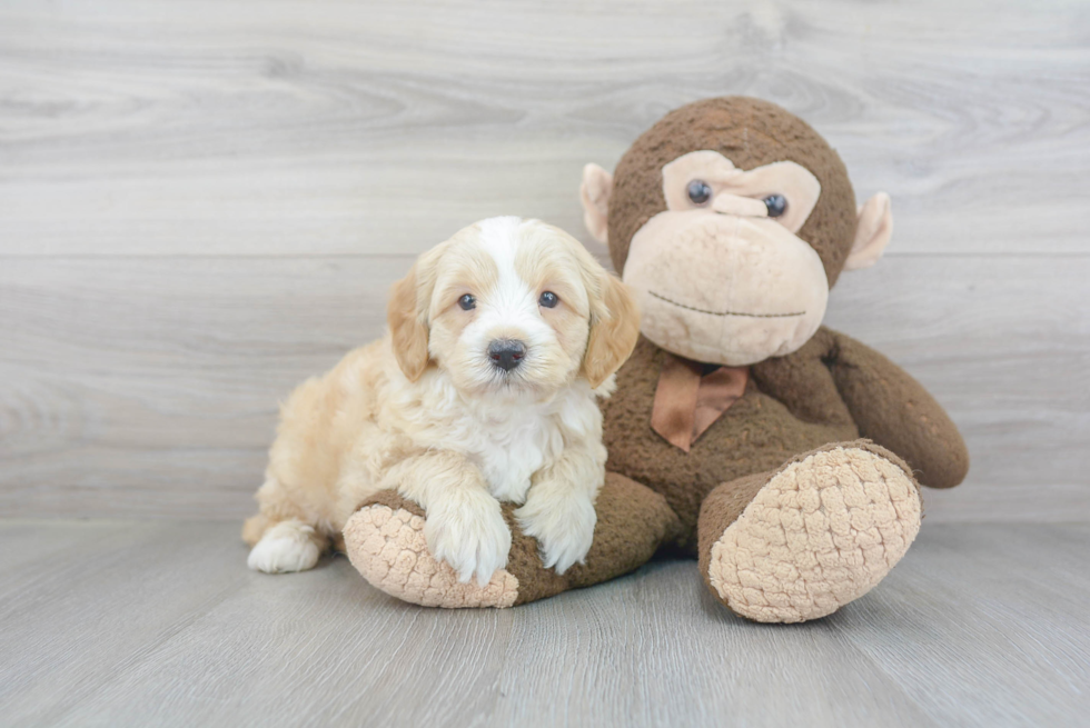 Cute Mini Goldendoodle Baby