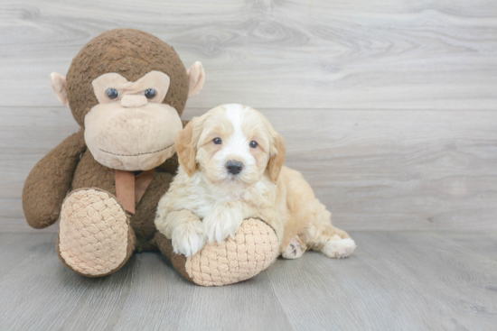 Energetic Golden Retriever Poodle Mix Puppy