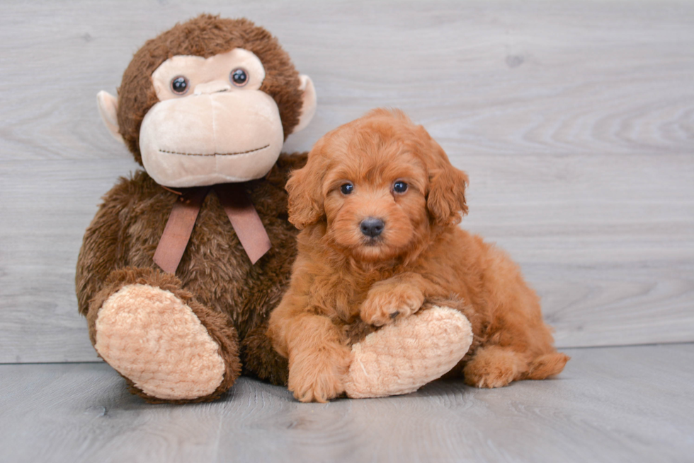 Fluffy Mini Goldendoodle Poodle Mix Pup