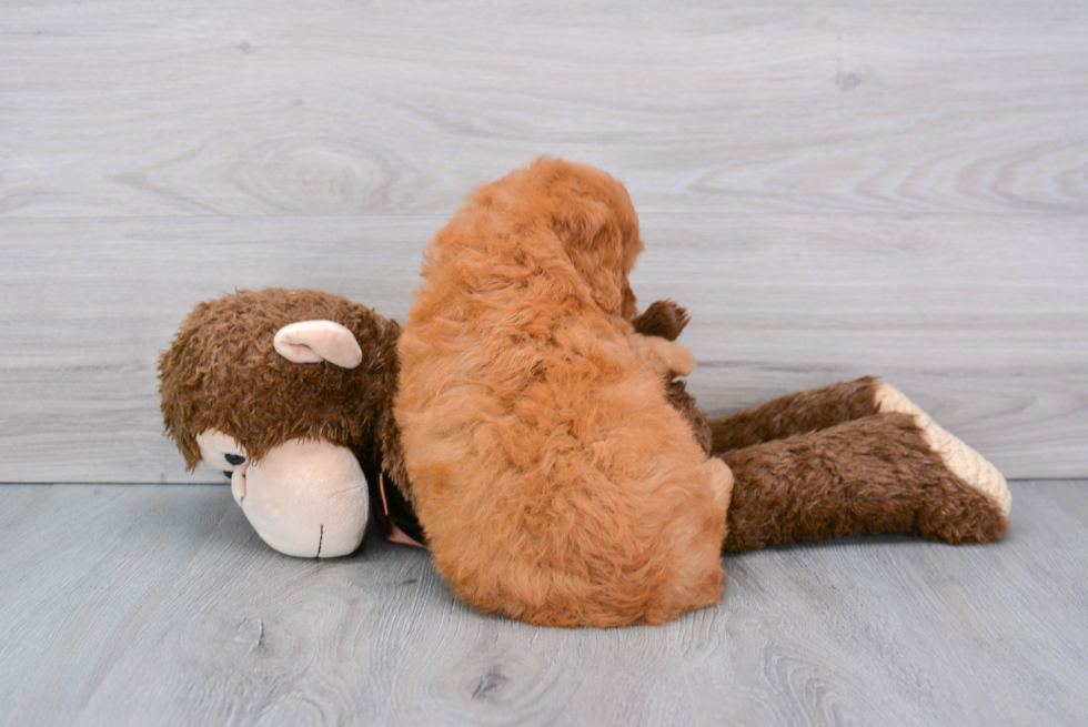 Adorable Golden Retriever Poodle Mix Puppy