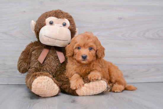 Hypoallergenic Golden Retriever Poodle Mix Puppy