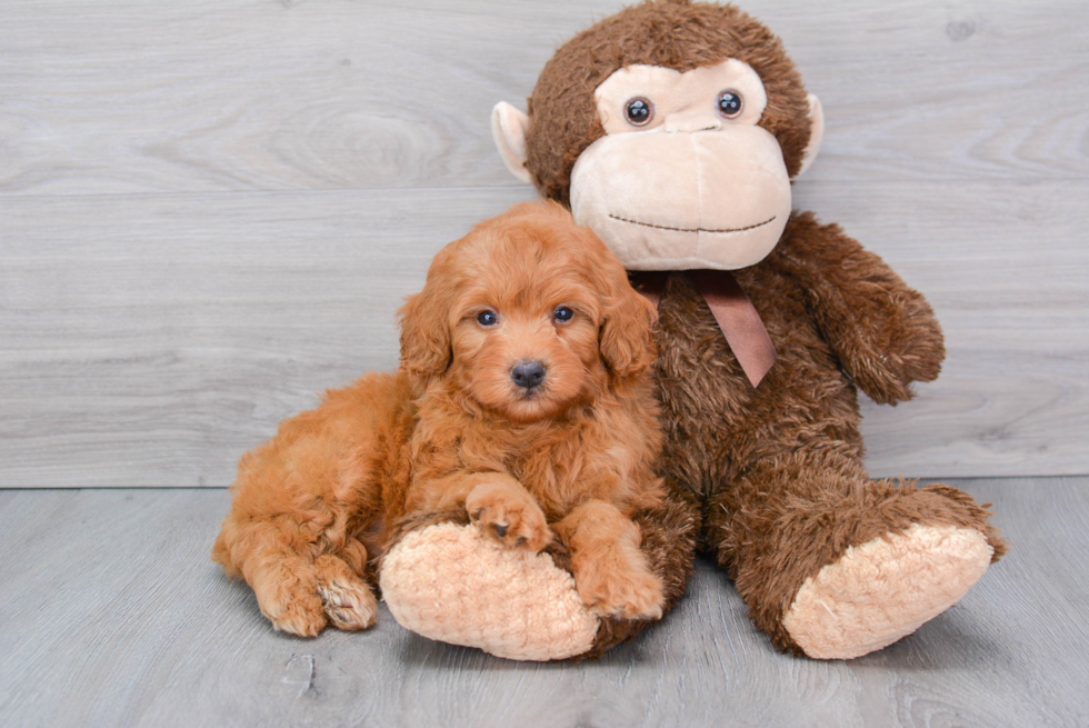 Mini Goldendoodle Pup Being Cute