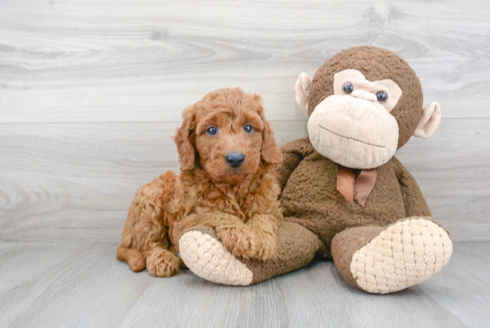 Hypoallergenic Golden Retriever Poodle Mix Puppy