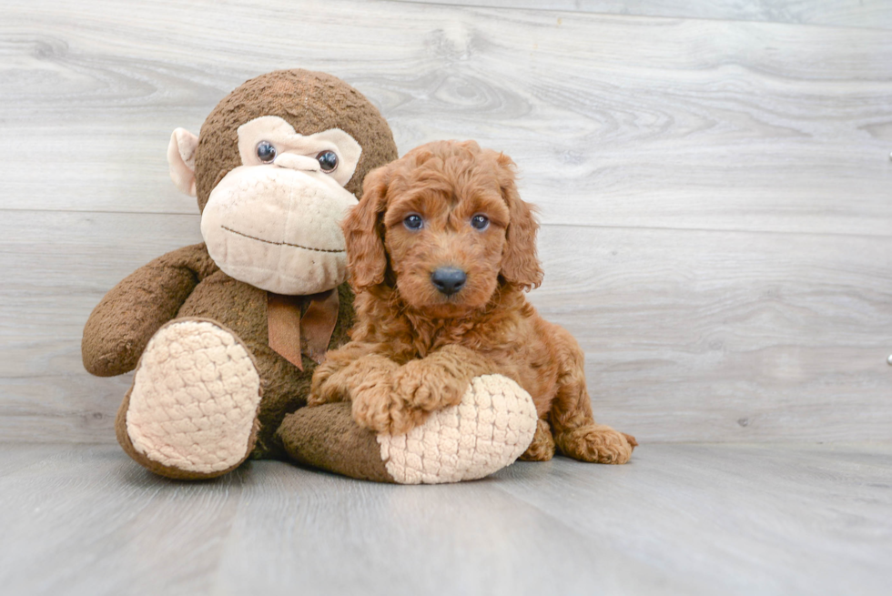 Popular Mini Goldendoodle Poodle Mix Pup