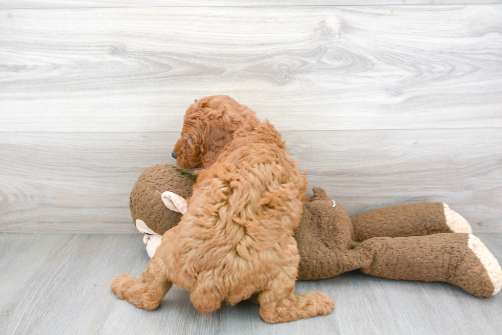 Smart Mini Goldendoodle Poodle Mix Pup