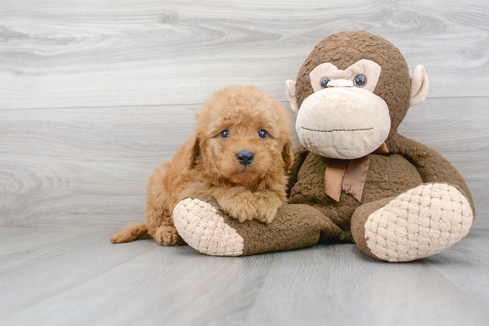 Friendly Mini Goldendoodle Baby