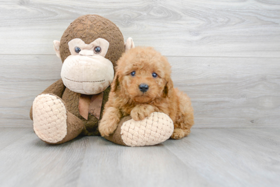 Best Mini Goldendoodle Baby