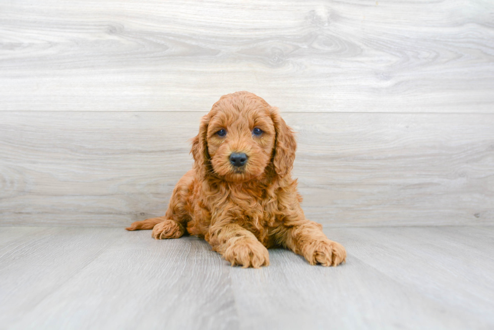 Friendly Mini Goldendoodle Baby