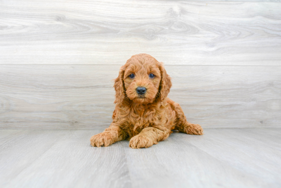 Mini Goldendoodle Pup Being Cute