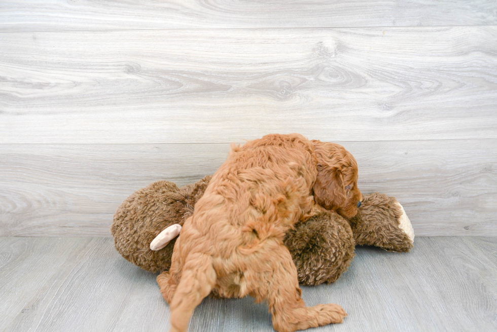 Best Mini Goldendoodle Baby