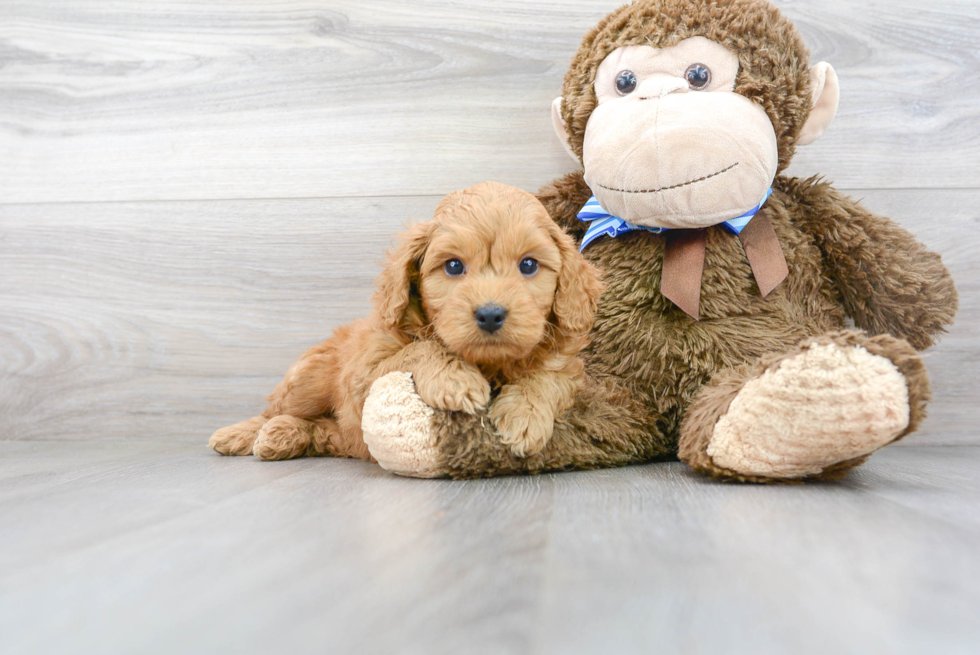 Mini Goldendoodle Pup Being Cute