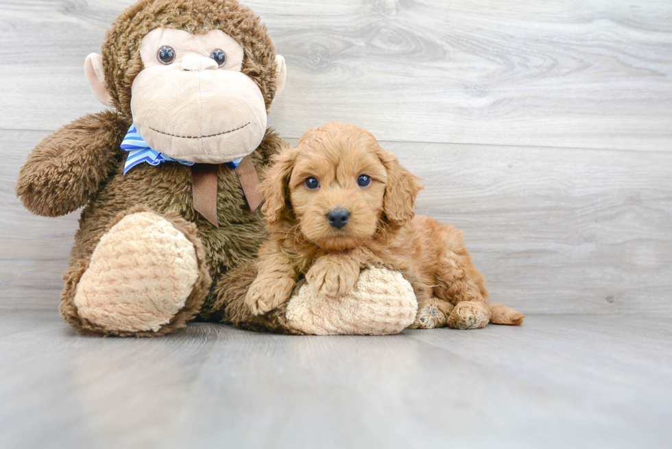 Best Mini Goldendoodle Baby