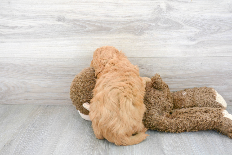 Mini Goldendoodle Pup Being Cute