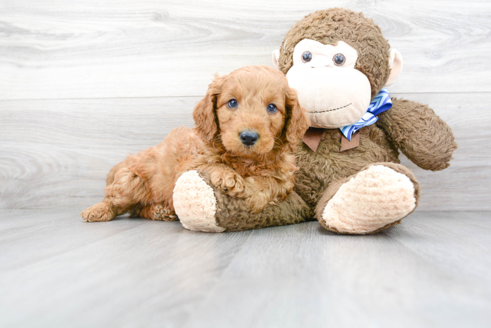 Mini Goldendoodle Pup Being Cute