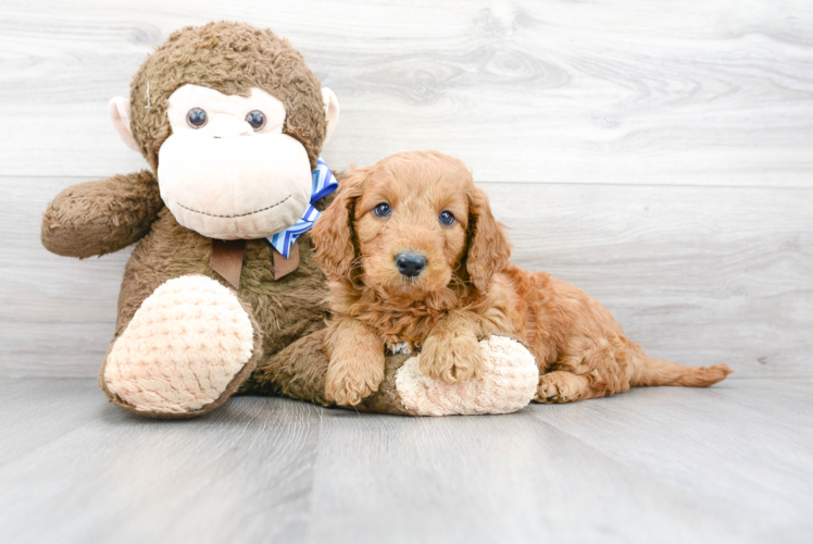 Friendly Mini Goldendoodle Baby