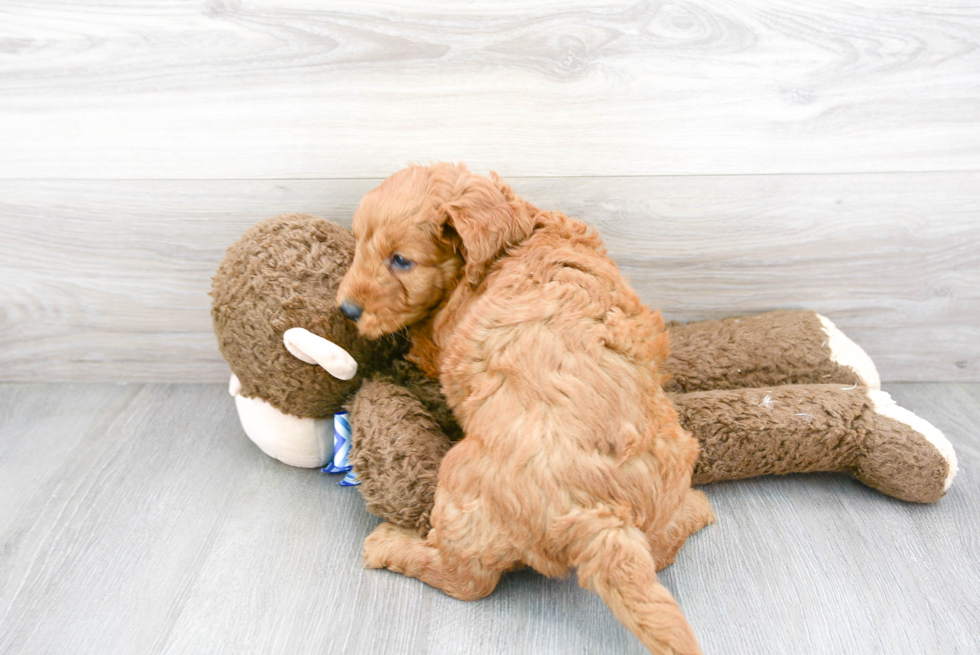 Smart Mini Goldendoodle Poodle Mix Pup