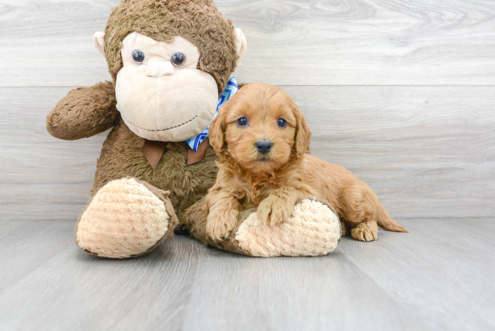 Mini Goldendoodle Pup Being Cute