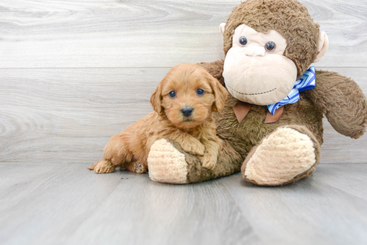 Funny Mini Goldendoodle Poodle Mix Pup