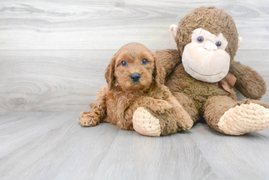 Mini Goldendoodle Puppy for Adoption