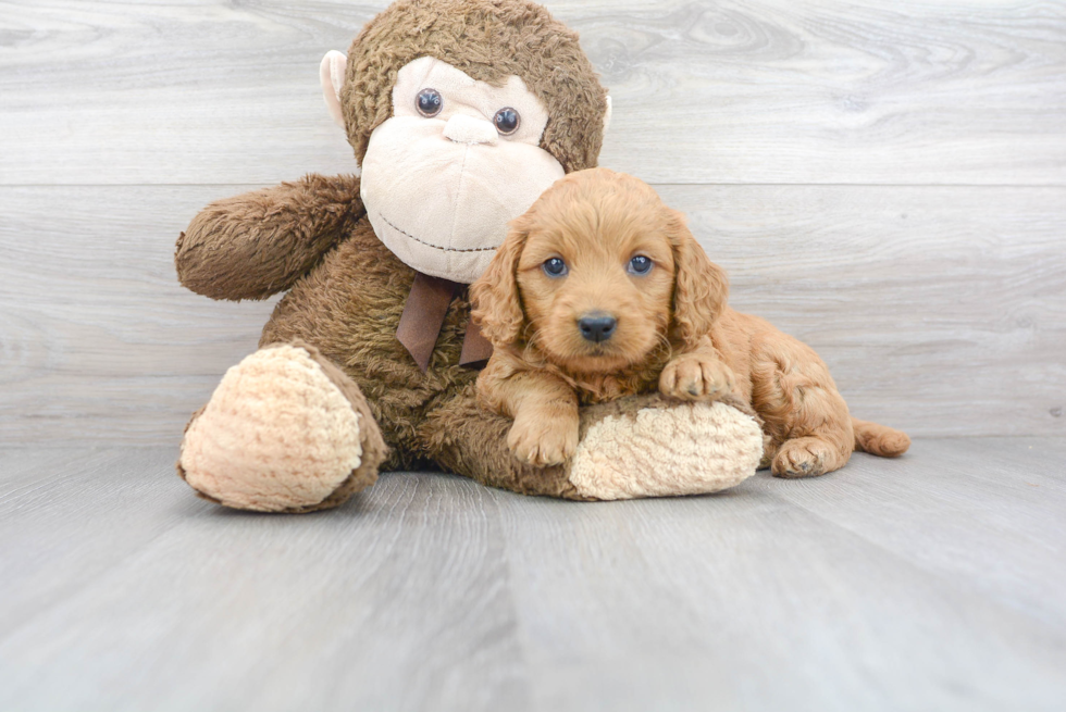 Mini Goldendoodle Pup Being Cute