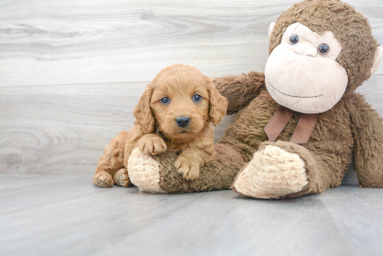 Energetic Golden Retriever Poodle Mix Puppy