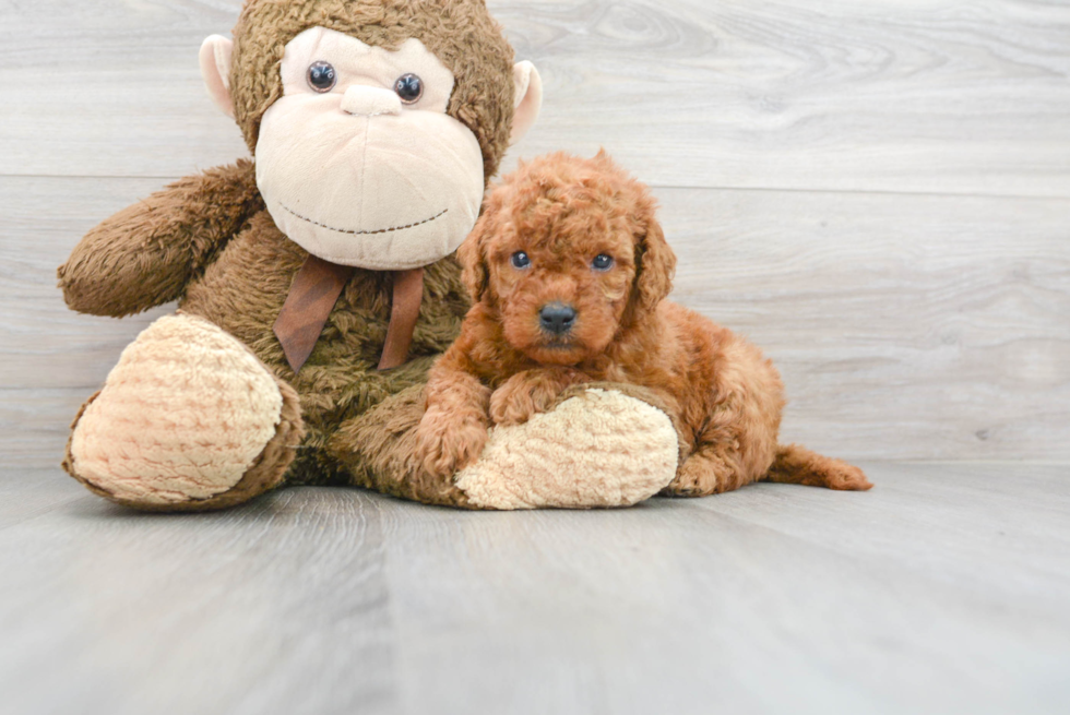 Cute Golden Retriever Poodle Mix Puppy