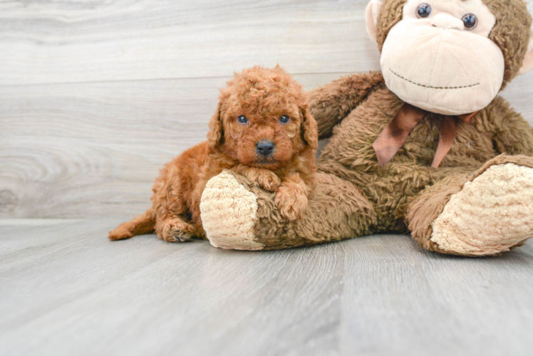 Cute Golden Retriever Poodle Mix Puppy