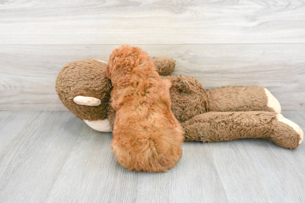 Cute Mini Goldendoodle Baby