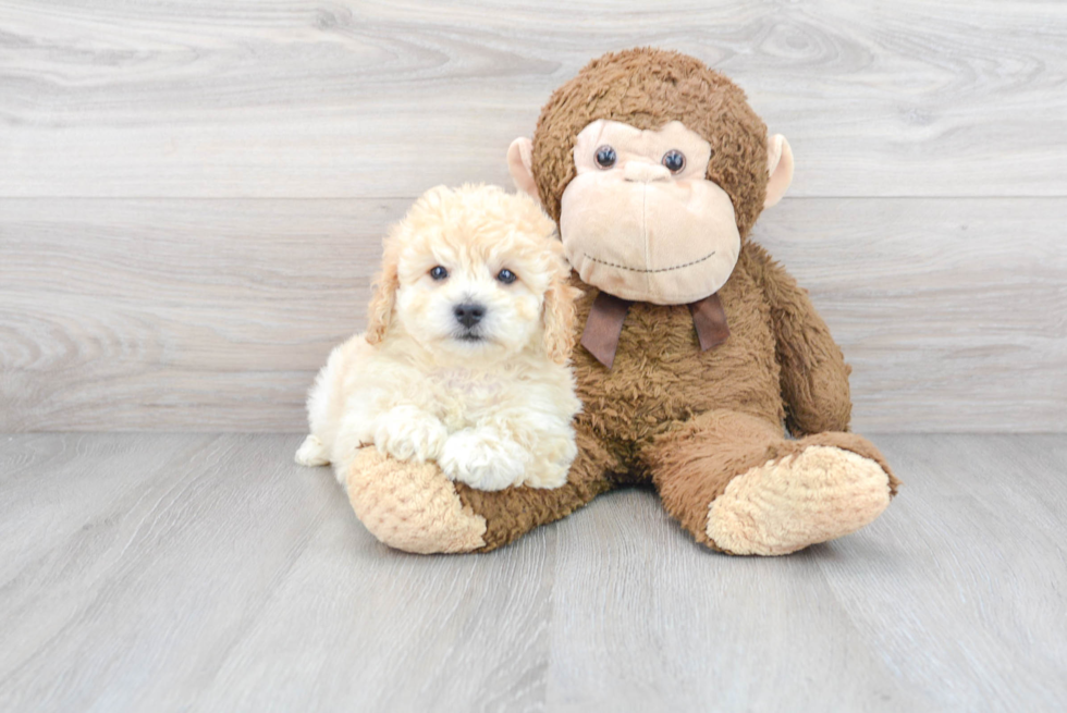 Best Mini Goldendoodle Baby