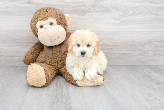 Mini Goldendoodle Pup Being Cute