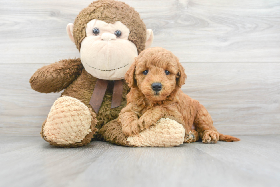 Best Mini Goldendoodle Baby