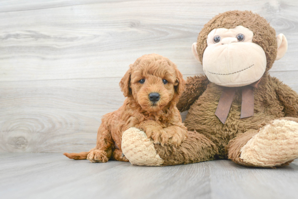 Hypoallergenic Golden Retriever Poodle Mix Puppy