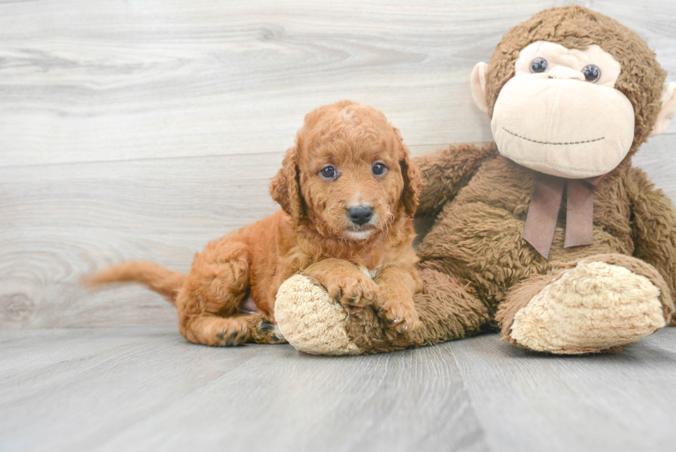 Cute Mini Goldendoodle Baby