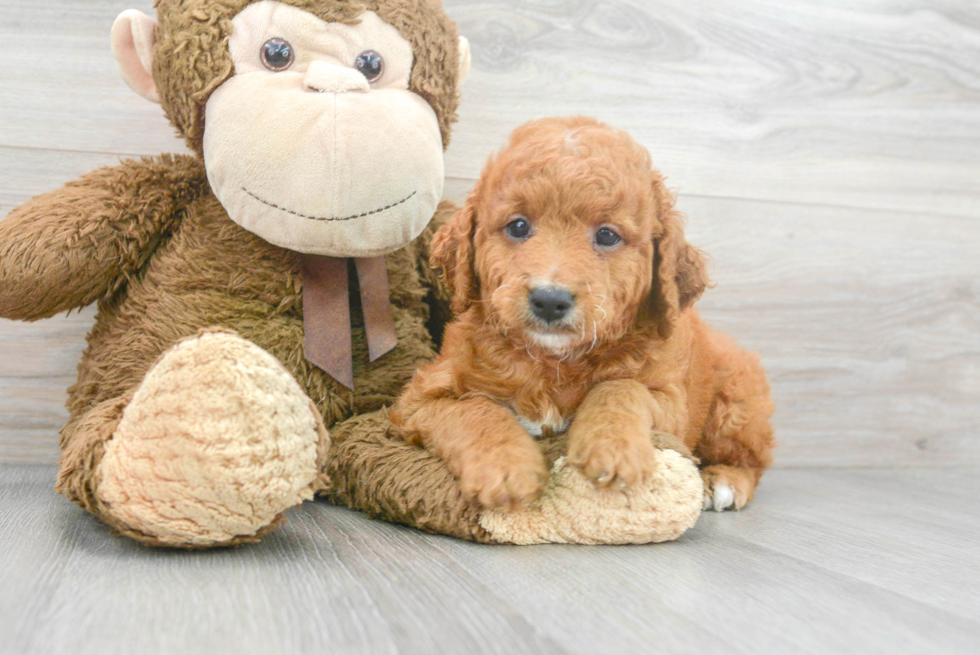 Mini Goldendoodle Pup Being Cute