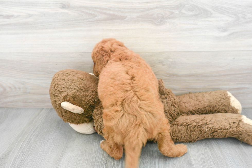 Mini Goldendoodle Puppy for Adoption