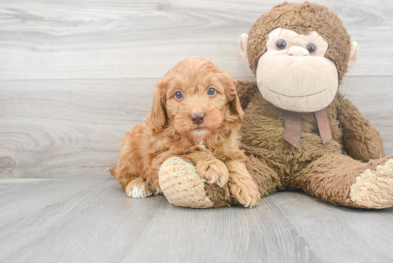 Mini Goldendoodle Puppy for Adoption